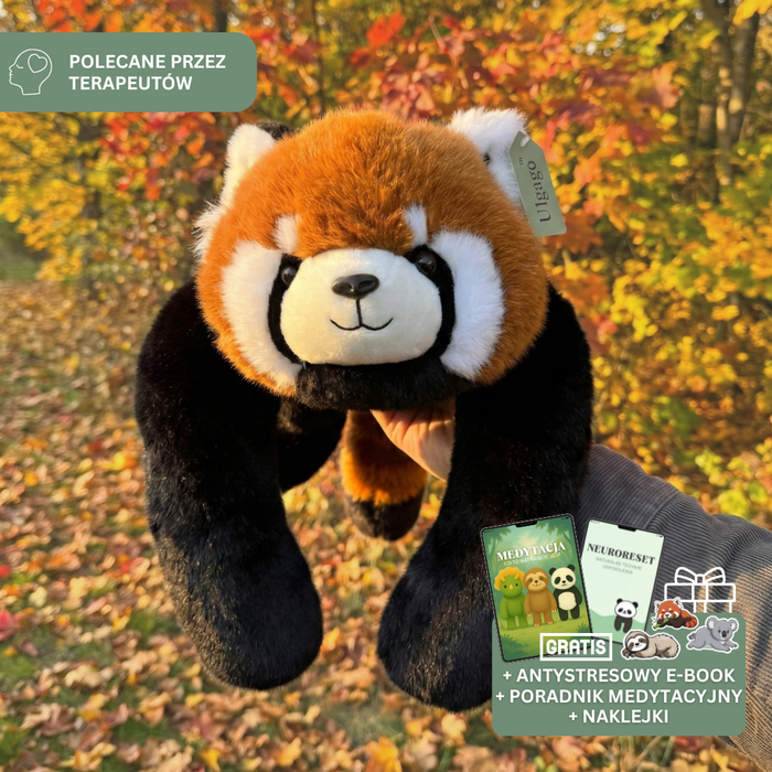 Panda ruda Roko
